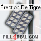 Érection De Tigre 07